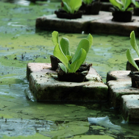 biofilms-in-hydroponic-systems