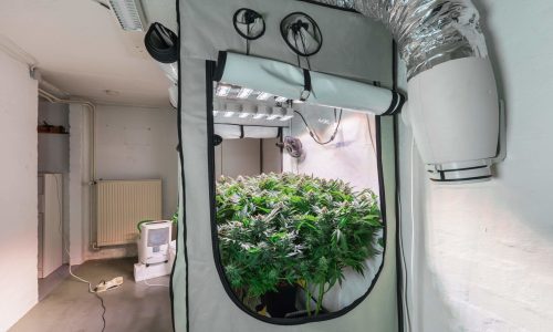 grow_tent-AdobeStock_324958521-min